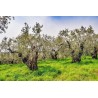 Puglia